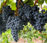 Draksha (Vitis Vinifera)